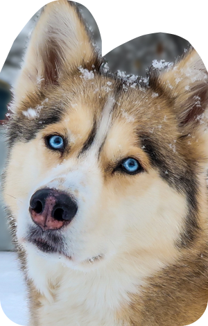 Gone to the Snowdogs